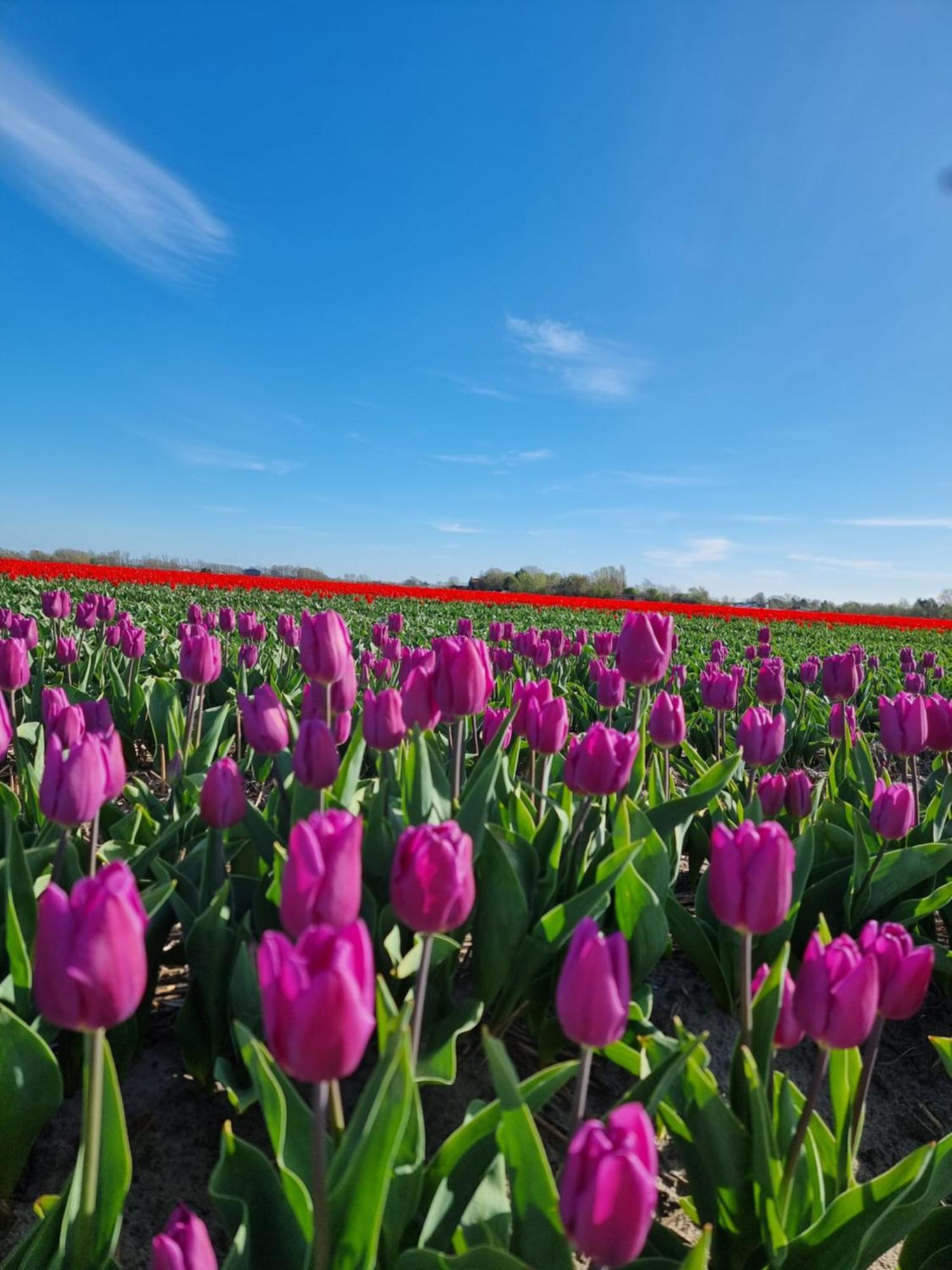Zeezuid Villa Egmond aan Zee Kültér fotó